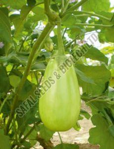 F1-Rudra Brinjal Seeds