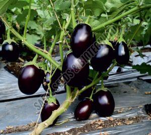 F1-Rushi Brinjal Seeds