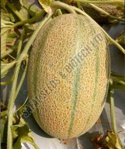 F1-Safai Gold Muskmelon Seeds