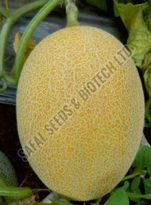 F1-Safai Platinum Muskmelon Seeds