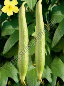 F1-Shweta Ridge Gourd Seeds