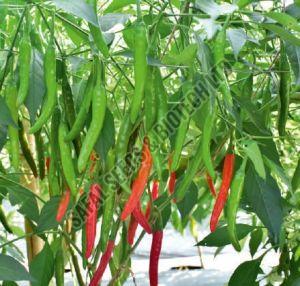 F1-Siri Chilli Seeds