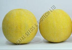 F1 SSB 107 Muskmelon Seeds