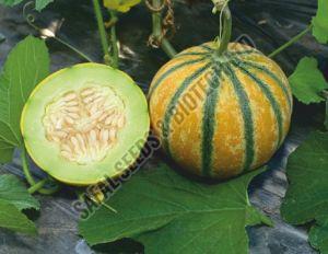 F1 SSB 131 Muskmelon Seeds