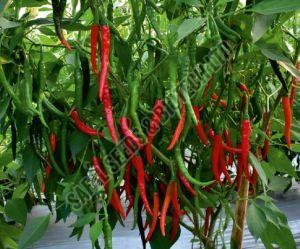 F1-SSB 170 Chilli Seeds