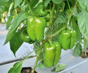 F1-SSB 219 Capsicum Seeds
