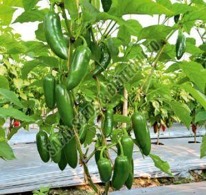 F1-SSb 255 Capsicum Seeds