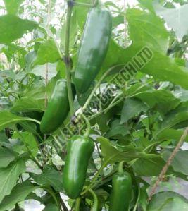 F1-SSB-262 Capsicum Seeds