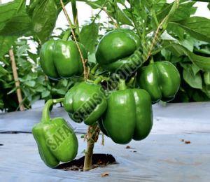 F1-SSB 291 Capsicum Seeds