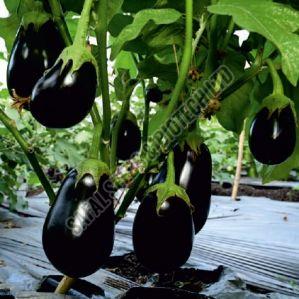 F1-SSB 415 Brinjal Seeds