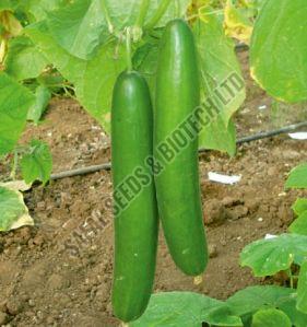 F1-SSB 472 Cucumber Seeds