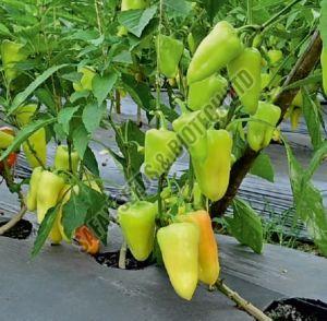 F1-SSB-610 Capsicum Seeds