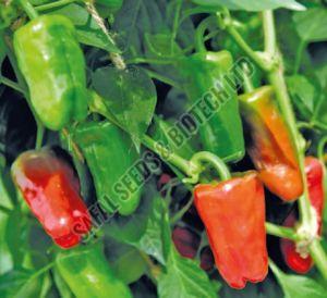 F1-SSB-651 Capsicum Seeds