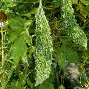 F1-SSB 708 Bitter Gourd Seeds