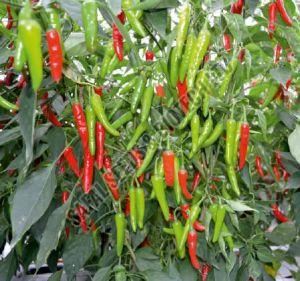 F1-SSB 756 Chilli Seeds