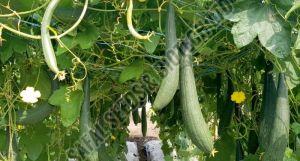 F1-SSB 787 Ridge Gourd Seeds