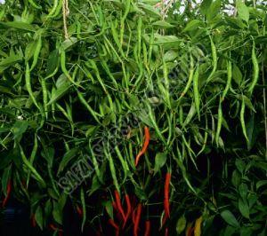 F1 SSB 807 Chilli Seeds