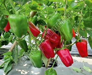 F1-SSB 844 Capsicum Seeds