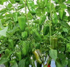 F1-SSB 886 Capsicum Seeds