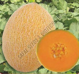 F1-Stanza Muskmelon Seeds