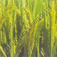 Paddy Seeds