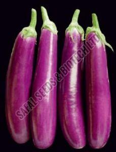 Purple Long Brinjal Seeds