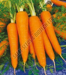 Rocky Carrot Seeds