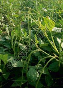 SSB 209 Beans Seeds