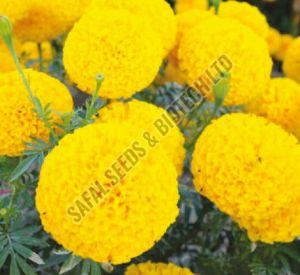 Victoria Marigold Seeds