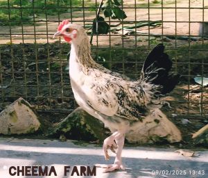 Pure Desi Chicken