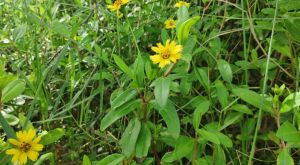 Eleutheranthera Prostrata Leaves