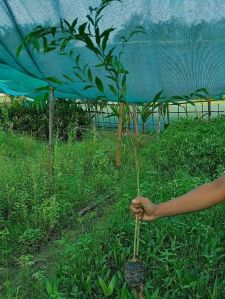 Agarwood Plant