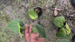 Black Pepper Plant