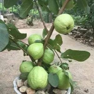 Fresh Guava Plant