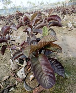 Red Guava Plant