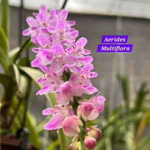 Orchid Flower Plant