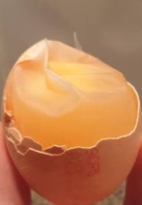 Egg Shell Membrane