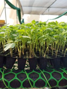Tomato Plant