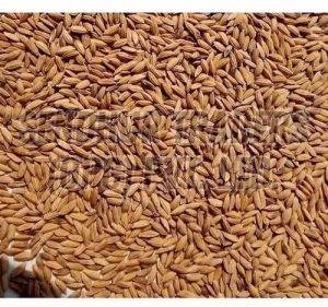 Common Paddy Rice