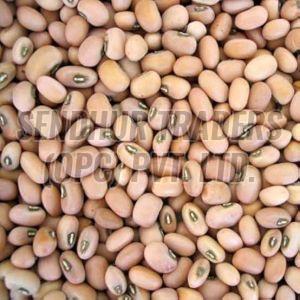 Cow Pea Seeds