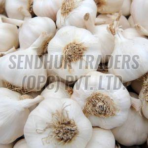 Fresh White Garlic