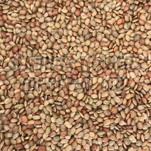 Horse Gram