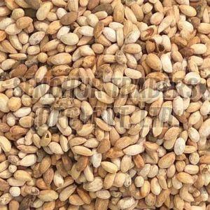 Neem Seeds