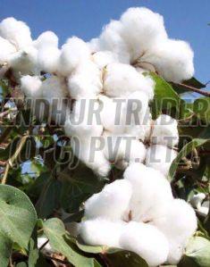 Raw White Cotton