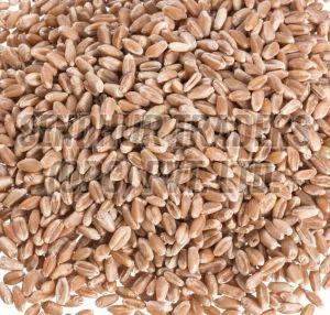 Wheat Grain