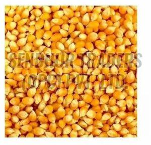 Yellow Maize