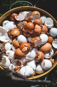Egg Shells