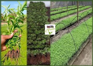Stevia Saplings
