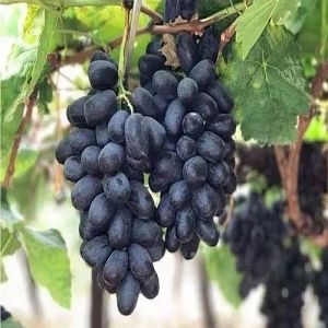 A Grade Nashik Black Grapes