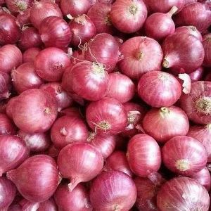 Nashik Pink Onion